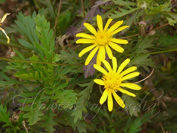 African Bush Daisy